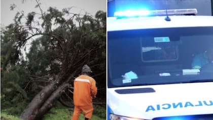 Reportan tragedia en pleno temporal: trabajador murió aplastado por un árbol en el Biobío