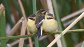 ¡3 Fiu bebés! Así fue el más tierno encuentro con polluelos de sietecolores