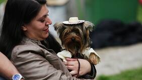 Póngale ojo al cuidado de su mascota este "18"