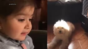 “Sácala de ahí”: Perrita de video viral sufre grave enfermedad e inician campaña para ayudarla