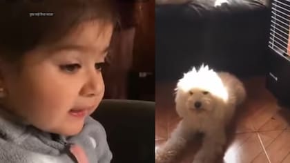 “Sácala de ahí”: Perrita de video viral sufre grave enfermedad e inician campaña para ayudarla