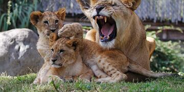 Primeros cachorros de león nacidos tras la realización de una operación para revertir una vasectomía
