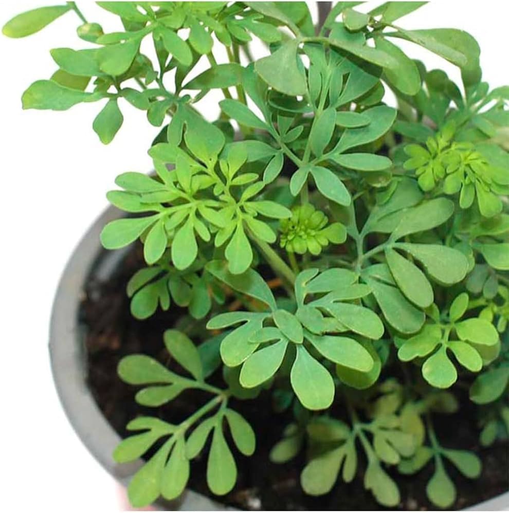 Fleur Ruda ¿Tu planta de ruda se secó? Este podría ser el motivo, según el Feng ...