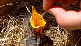 ¿Qué hago si encuentro un pajarito fuera del nido? El delicado rescate de un zorzal