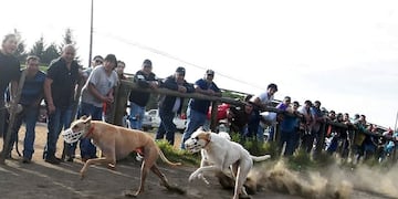 carreras de perros