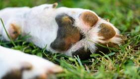 Conmovedor: perrito callejero alertó sobre un bebé abandonado en una bolsa de basura