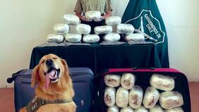Posó orgulloso: perro “Darwin” de Carabineros incautó más de 33 kilos de drogas y se llenó de elogios