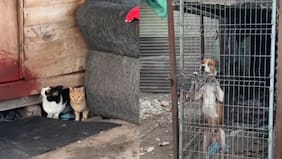 “Expuestos a ser aplastados por una retroexcavadora”: la dramática situación que viven animales en campamento que será demolido