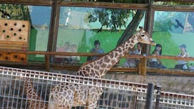 Evelyn Matthei quiere cambiar la ubicación del Zoológico de Santiago