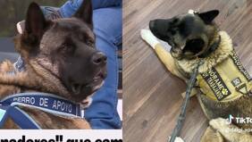 Tiktoker chilena muestra cómo hace sus actividades diarias con su perro de apoyo emocional