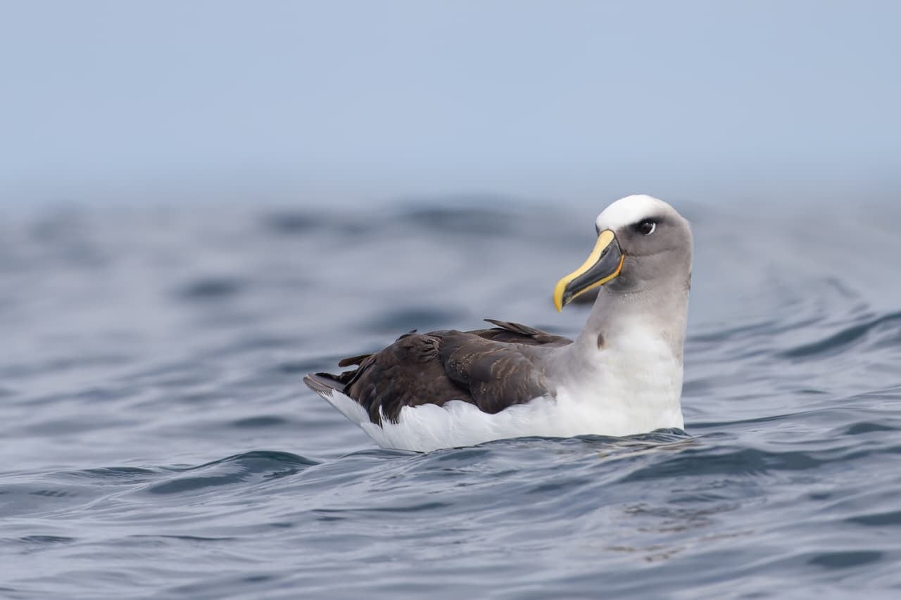 El Albatros de Buller destaca por su elegancia. FOTO: Pablo Mass (@pmz_wildphotos)
