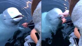 Ballena devuelve el iPhone a una mujer que lo dejó caer por accidente