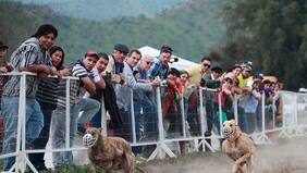 Acusan feroz maltrato en carrera de galgos