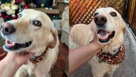 Perrita se escapó debido a los fuegos artificiales en Año Nuevo: ofrecen recompensa de 150 mil pesos para hallar a su mascota