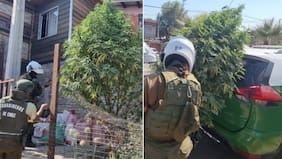 “Tenía adornos, una luz led y lo regaban”: descubren “árbol navideño” de marihuana de tres metros de altura en San Bernardo