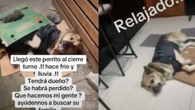 Pasaba mucho frío en las calles: perrito fue apadrinado por local de comida rápida y se hizo viral
