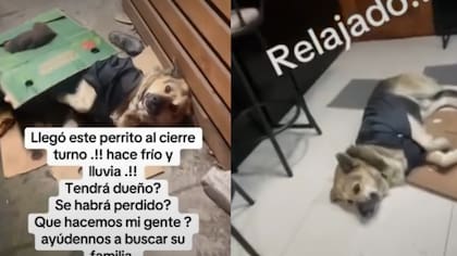 Pasaba mucho frío en las calles: perrito fue apadrinado por local de comida rápida y se hizo viral