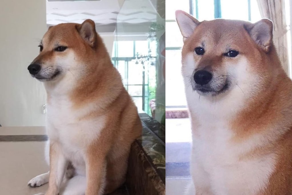 “Cheems” el perrito del meme y su complejo estado de salud: está ...