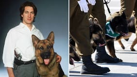 Como el Comisario Rex: Carabineros presenta a Locard, el primer perro detector de armas en Chile