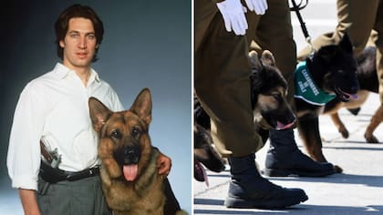 Como el Comisario Rex: Carabineros presenta a Locard, el primer perro detector de armas en Chile