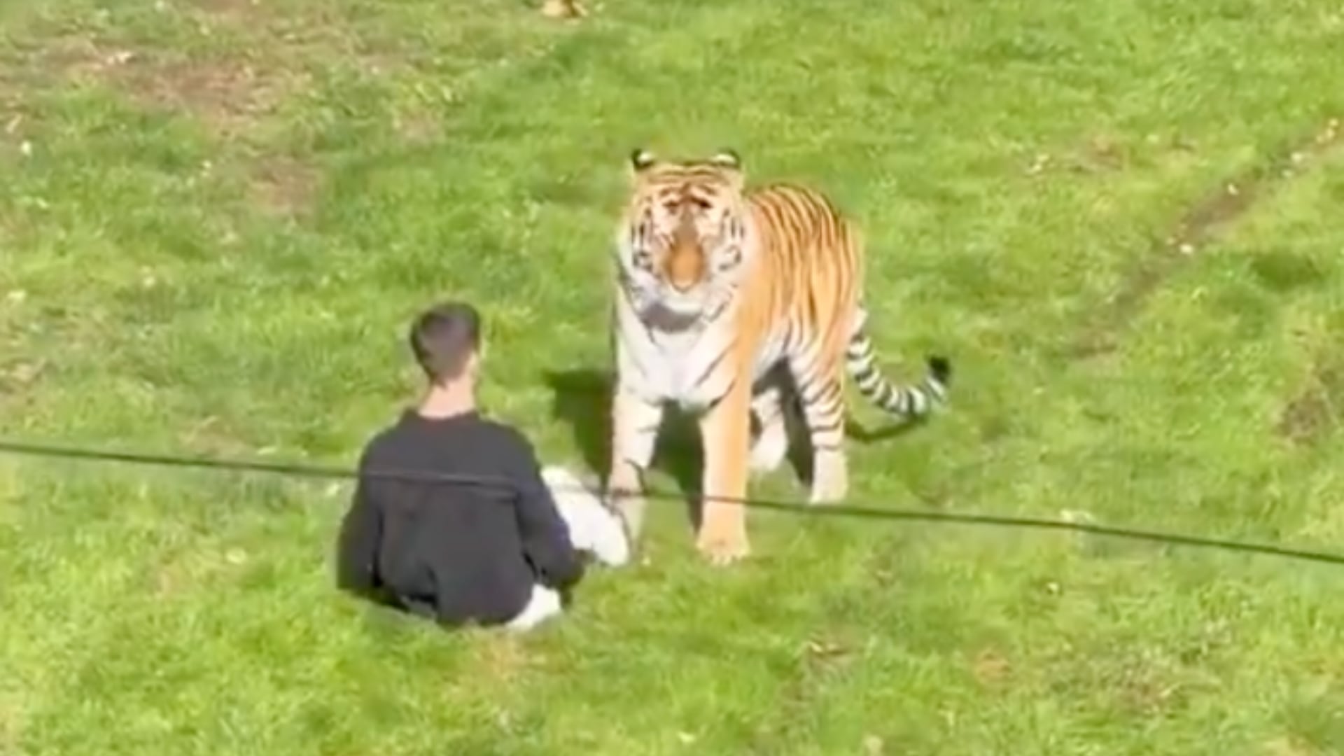 Hombre muere tras ingresar a recinto de tigres en parque de Inglaterra: recinto fue evacuado