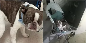 Indignante: mujer abandonó a su perro en aeropuerto porque no podía llevarlo en el avión sin jaula