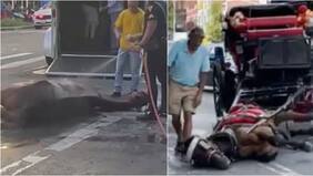 Impacto en Nueva York por ola de calor: caballo colapsó en la calle mientras su dueño lo seguía azotando