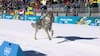 Perro lobo siguió a competidoras en una pista de los Juegos Olímpicos de invierno