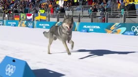 Perro lobo siguió a competidoras en una pista de los Juegos Olímpicos de invierno