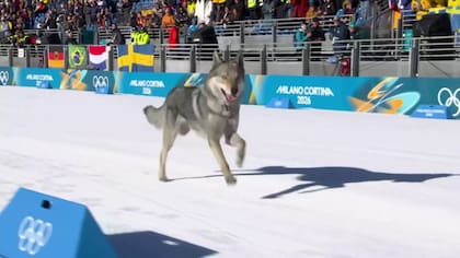 Perro lobo siguió a competidoras en una pista de los Juegos Olímpicos de invierno