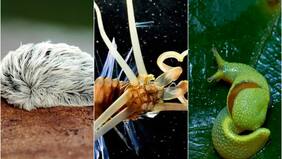 ¿Peces con manos y babosas ninjas?: Estos son los 10 animales más extraños del mundo