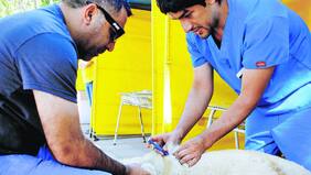 ¡Insólito! Revelan primer caso de chips duplicados