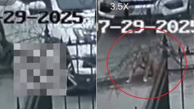 Imágenes sensibles: abogado reacciona a funa en su contra y niega cruel teoría tras fatal atropello a perrito en Hualpén