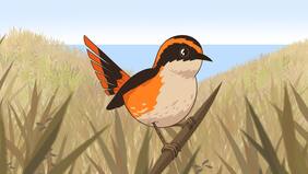 La gran “epopeya” para descubrir al Rayadito subantártico en las islas más australes de América