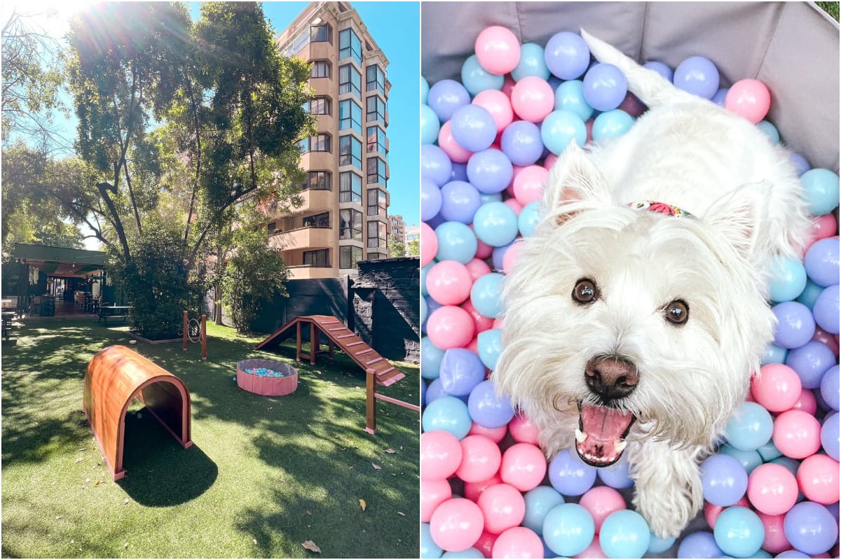 Emprendimiento Maple’s Pet Café