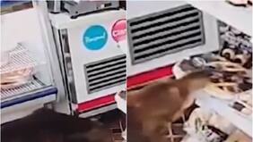 “Delincuente de cuatro patas” es captado robando en un almacén y causa ola de reacciones en las redes