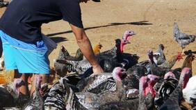 Minsal confirma el primer caso humano de gripe aviar en Chile