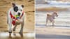 ¿Se puede ir con perros a la playa en Chile?: esto dice la ley al respecto