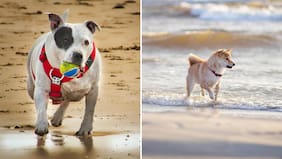 ¿Se puede ir con perros a la playa en Chile?: esto dice la ley al respecto