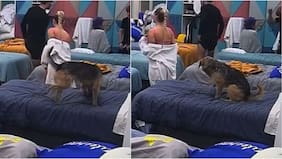 “Bigote le meó la cama a Jorge”: viralizan video del can marcando territorio dentro de Gran Hermano