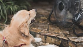 Altas temperaturas: Cómo detectar y tratar los golpes de calor en mascotas