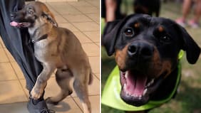 ¿Por qué mi perro monta mi pierna?: Conoce qué hacer para evitar el “baile del perrito”