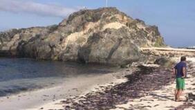 Veraneantes reportan una gran varazón de jibias en Bahía Inglesa