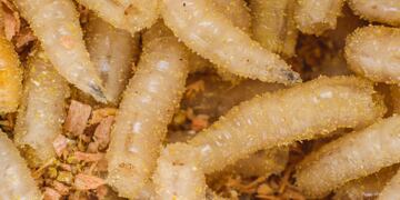 Se alimenta de tejido vivo: cómo es el gusano barrenador que amenaza la importación de ganado en EEUU