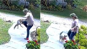 Video muestra el rabioso ataque de un zorro salvaje a una mujer