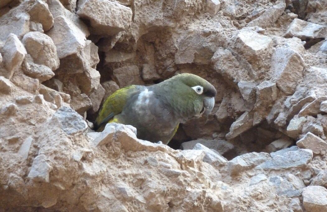 Lentamente la población de loros tricahue se iría recuperando. FOTO: Renzo Vargas