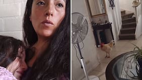 “Buscamos a alguien que no se lo vaya a comer”: pide ayuda para salvar al gallo de su hija tras denuncia de vecino en Puente Alto