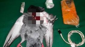 Terrible: lanzan paloma muerta a cárcel de Victoria con celular y droga en su interior