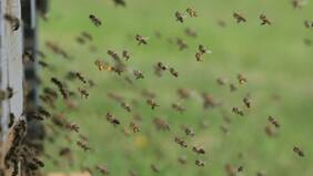 Familia de Talca denuncia invasión de abejas en su hogar: “Nadie me ayuda”