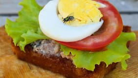 ¿Moscas en la cocina? Descubre la planta que las mantendrá alejadas de tu hogar